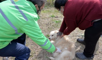 VACUNA ANTIRRBICA: LA IMPORTANCIA DE QUE TODAS LAS MASCOTAS LA TENGAN